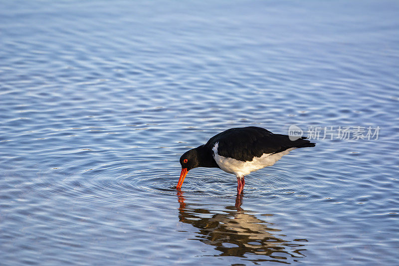 澳大利亚花衣魔笛手(Haematopus longirostris)